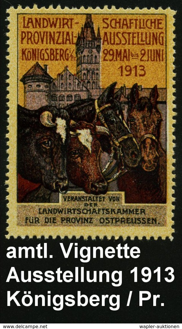 1913 Königsberg/ Pr., Color-Vignette: Landwirtschaftl. Provinzial-Ausstellung (Rinder, Pferde, Schloß) Orig. G. - Nutzti - Other & Unclassified