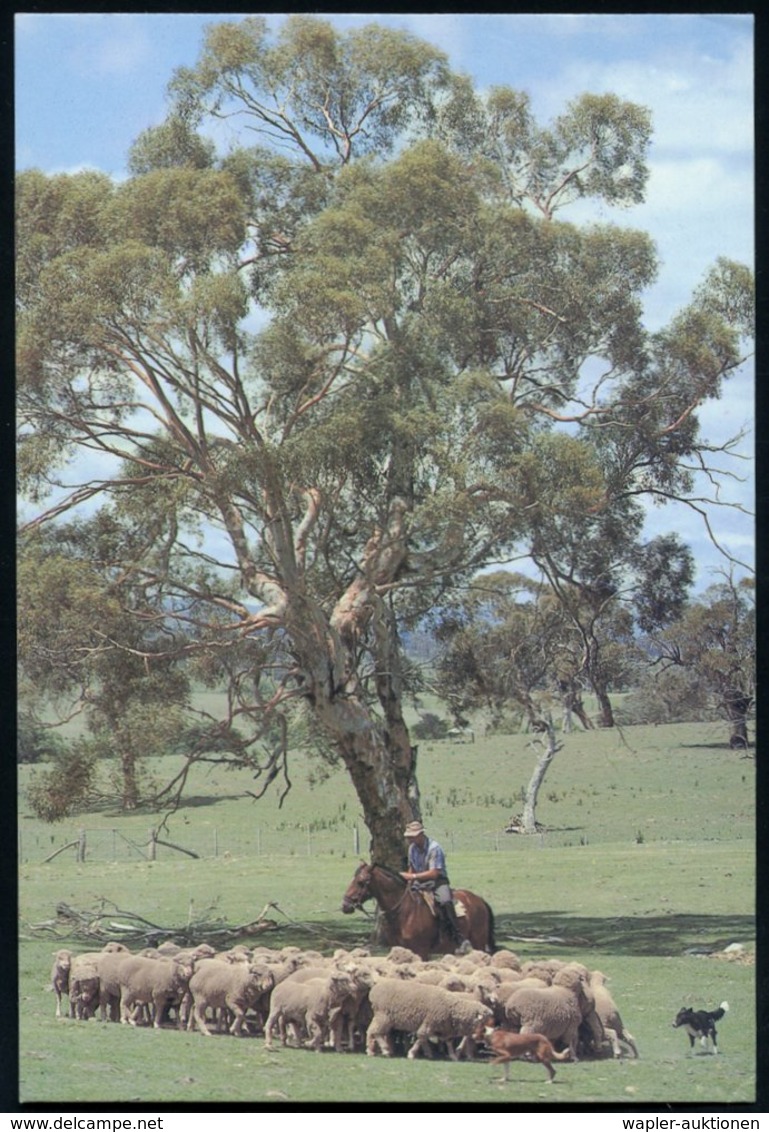 1979 AUSTRALIEN, 20 C. Bild-Ganzsache: Schafherde Im Australischen Busch (Schäfer Zu Pferd, Schäferhunde) + Zusatzfranka - Other & Unclassified