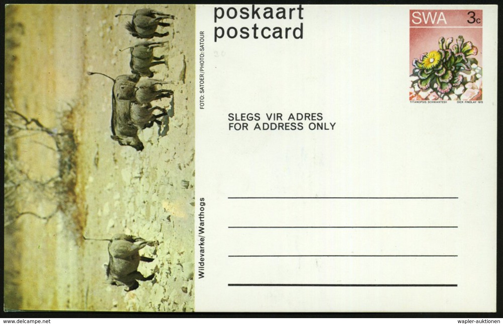 1973 SÜDWESTAFRIKA, 3 C. Bild-Ganzsache: Wildevarkel-Warthogs = Warzenschweine, Ungebr. - Wild Lebende Säugetiere / Wild - Other & Unclassified