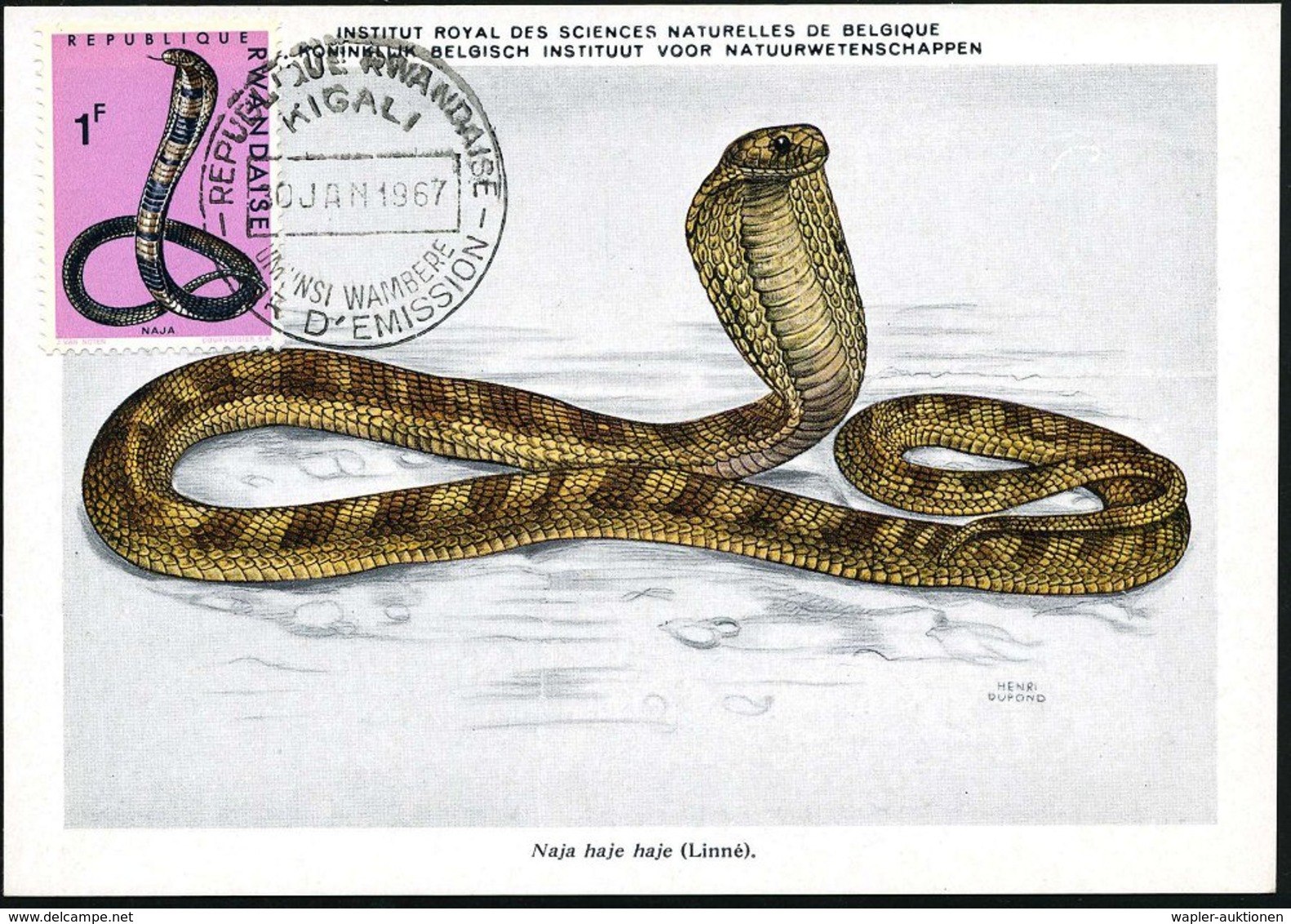 1967 (30.1.) RUANDA, 1 F. Schwarzweiße Brillenschlange + ET-Sonderstempel: KIGALI, ET-Maximumkarte (Mi.204) - Reptiline, - Other & Unclassified