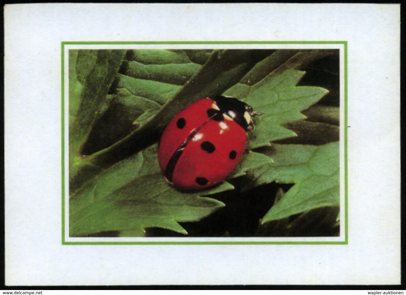 1984 SCHWEIZ, Schmuckblatt-Telegramm: Marienkäfer (Format A5), Ungebr. (LX5 PTT 741.05 V.84) - Insekten / Insects / Inse - Other & Unclassified