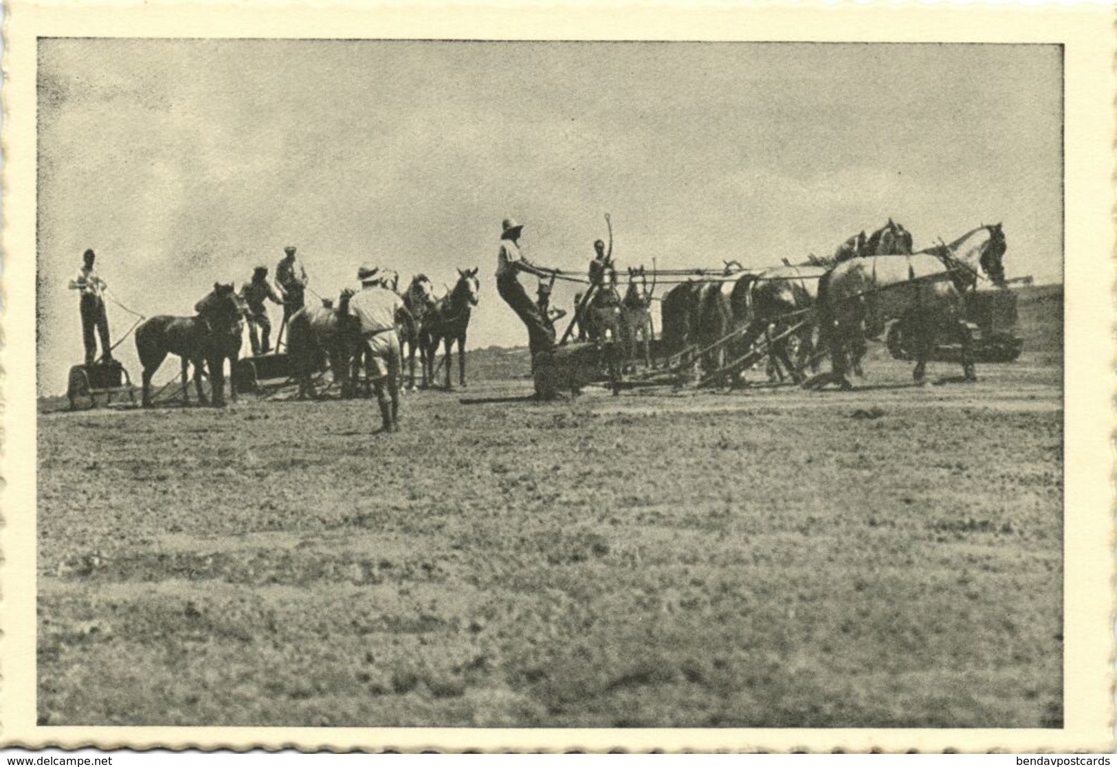 Israel Palestine, Scraping For Orange Plantations (1930s) Tmunia Postcard 202 - Israel