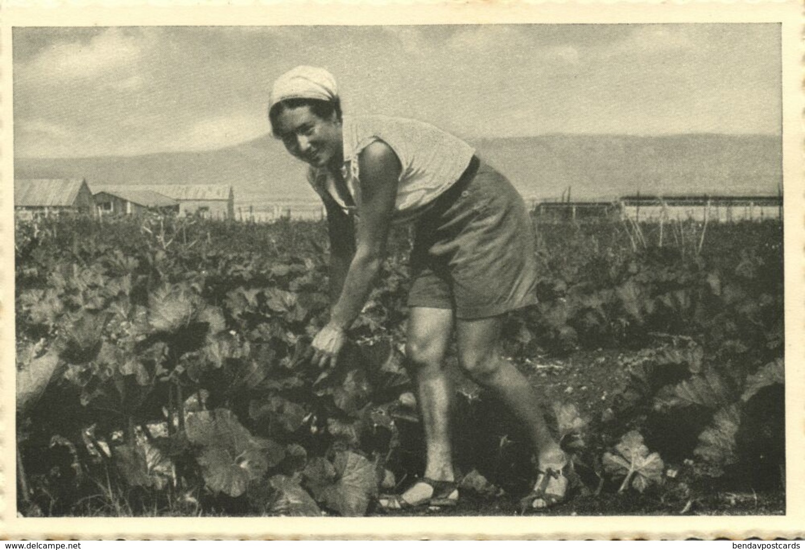 Israel Palestine, GVAT גבת, Kibbutz, Vegetable Garden 1930s Tmunia Postcard 180 - Israel