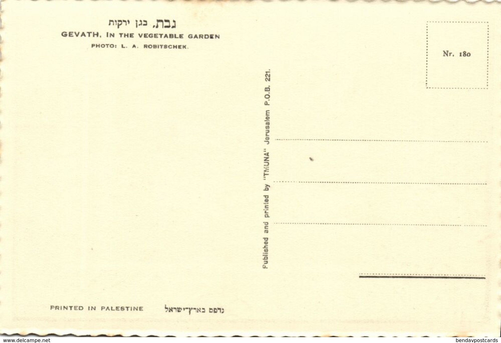 Israel Palestine, GVAT גבת, Kibbutz, Vegetable Garden 1930s Tmunia Postcard 180 - Israel