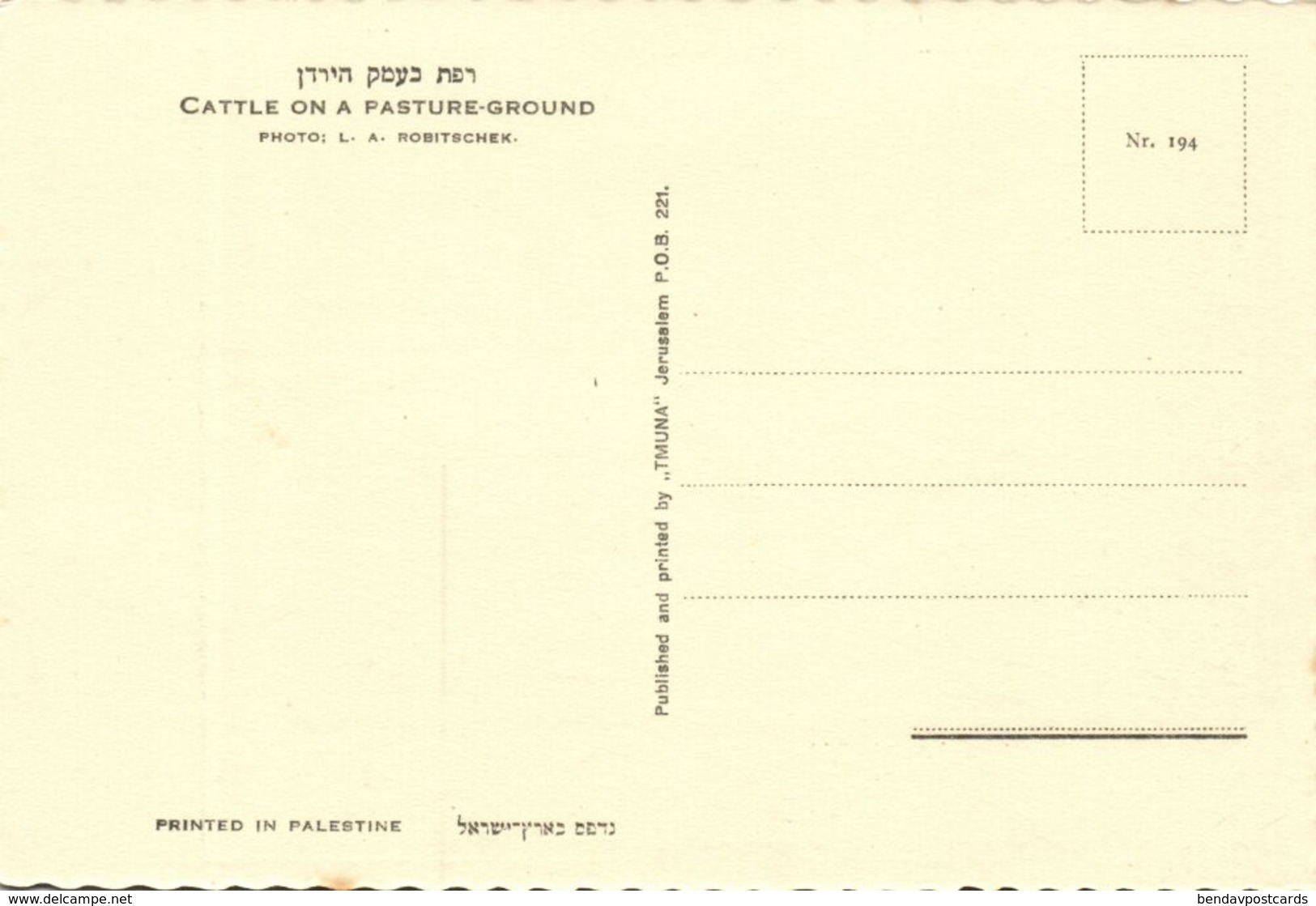 Israel Palestine, Cattle On A Pasture Ground (1930s) Tmunia Postcard 194 - Israel