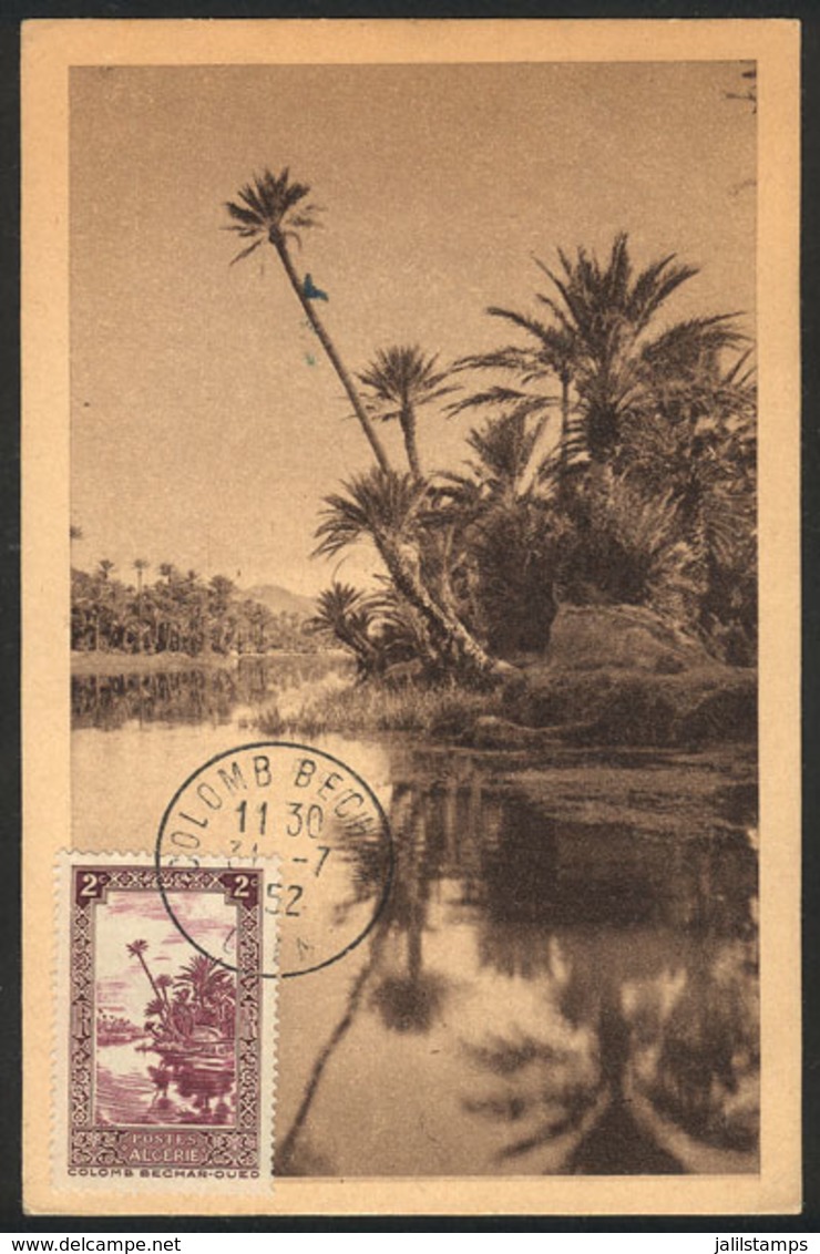 183 ALGERIA: COLOMB-BECHAR: A Wadi, Palm Trees, Maximum Card Of 31/JUL/1952, VF Quality - Maximum Cards