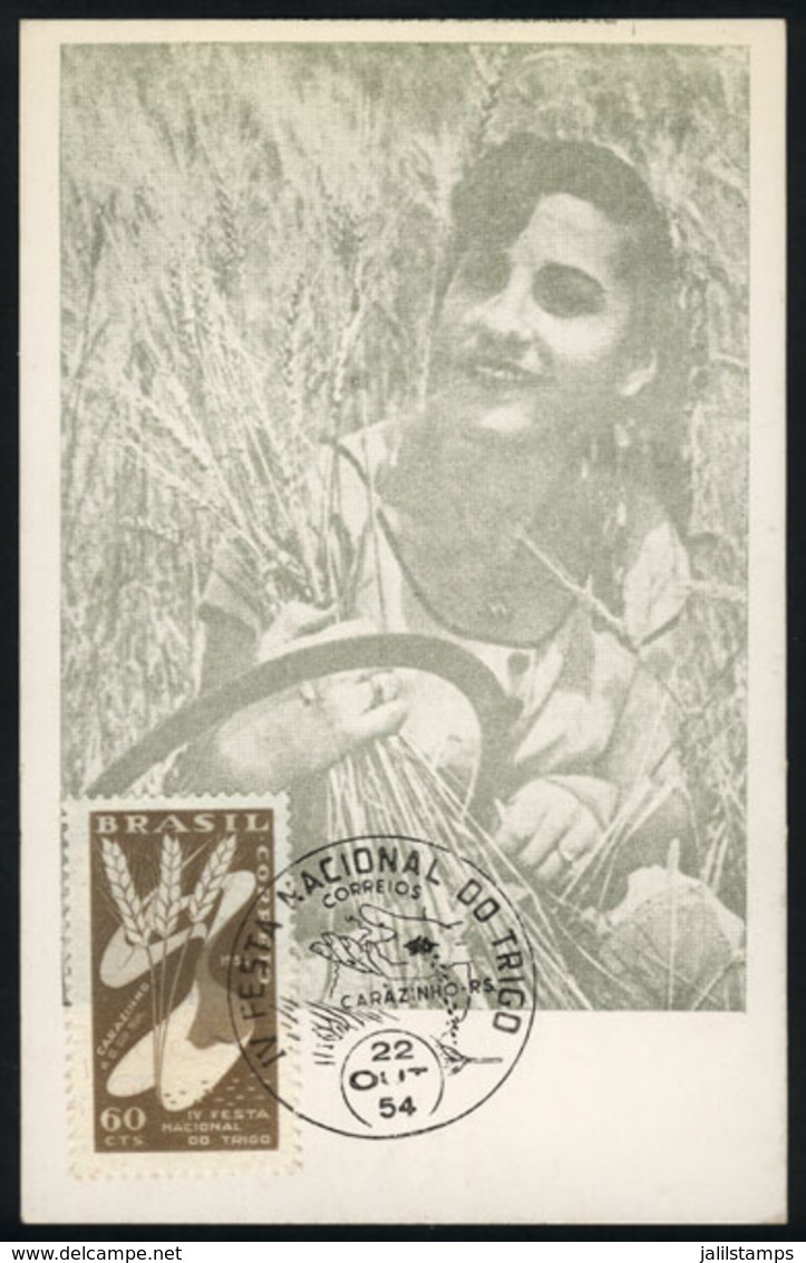 897 BRAZIL: Topic Agriculture, Wheat, Maximum Card Of AU/1954, With Special Postmark 'Festa Nacional Do Trigo - Carazinh - Cartoline Maximum