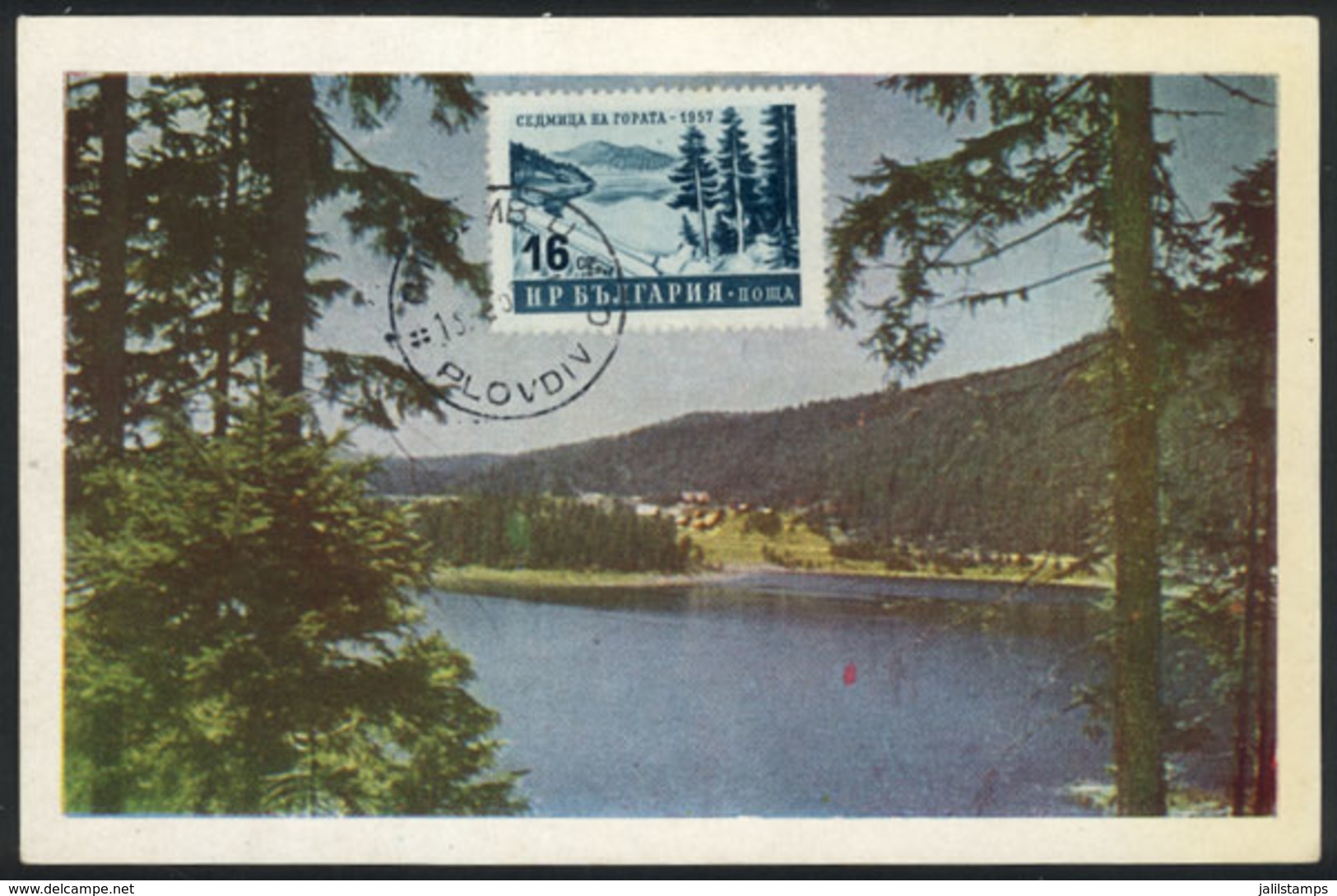 960 BULGARIA: Maximum Card Of 1958, Topic FOREST, Trees, VF Quality - Altri & Non Classificati