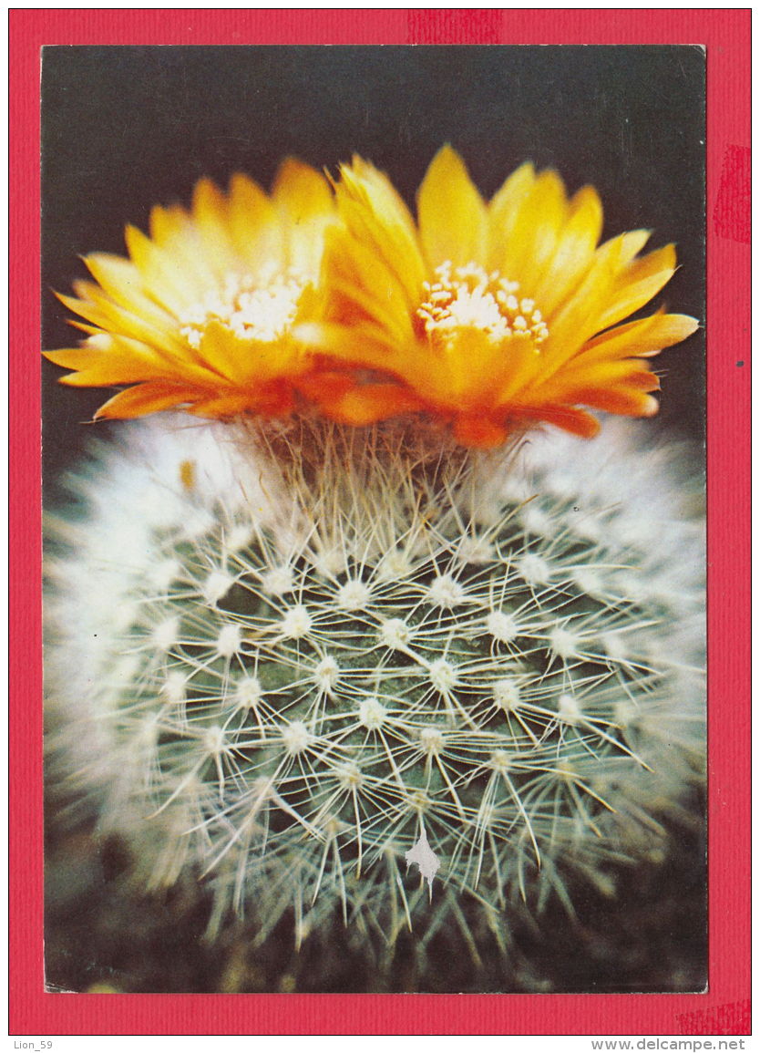 234126 / PHOTO  -  Flowers Fleurs Blumen  - Cactus Kakteengewachse Cactaceae - Cactusses