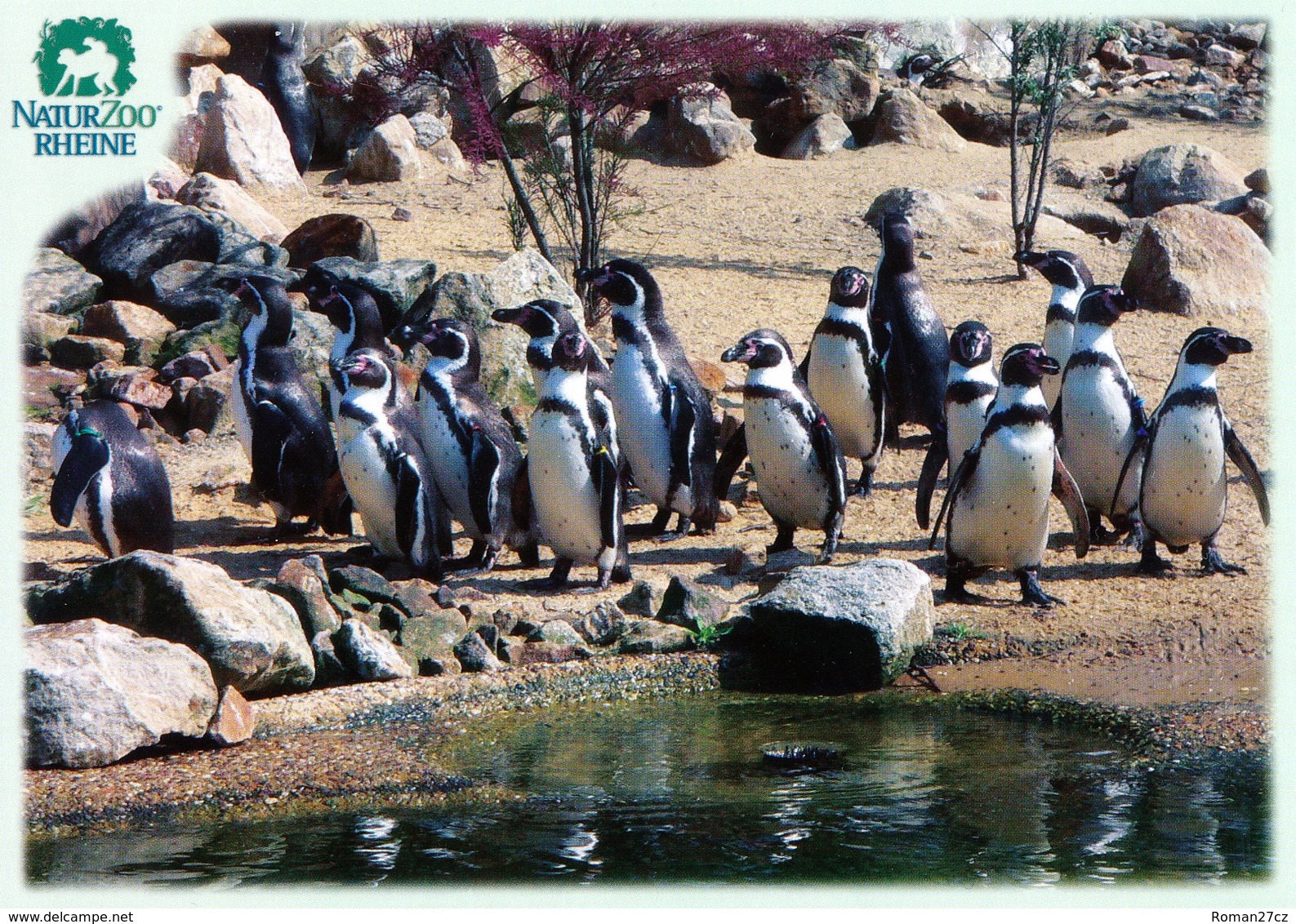 NaturZoo Rheine, Germany - Penguin - Rheine