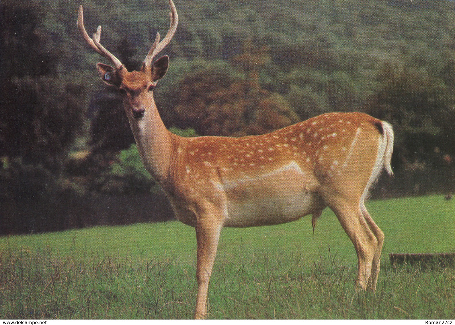 Opel ZOO Taunus, Germany - Mesopotamian Fallow Deer - Kronberg