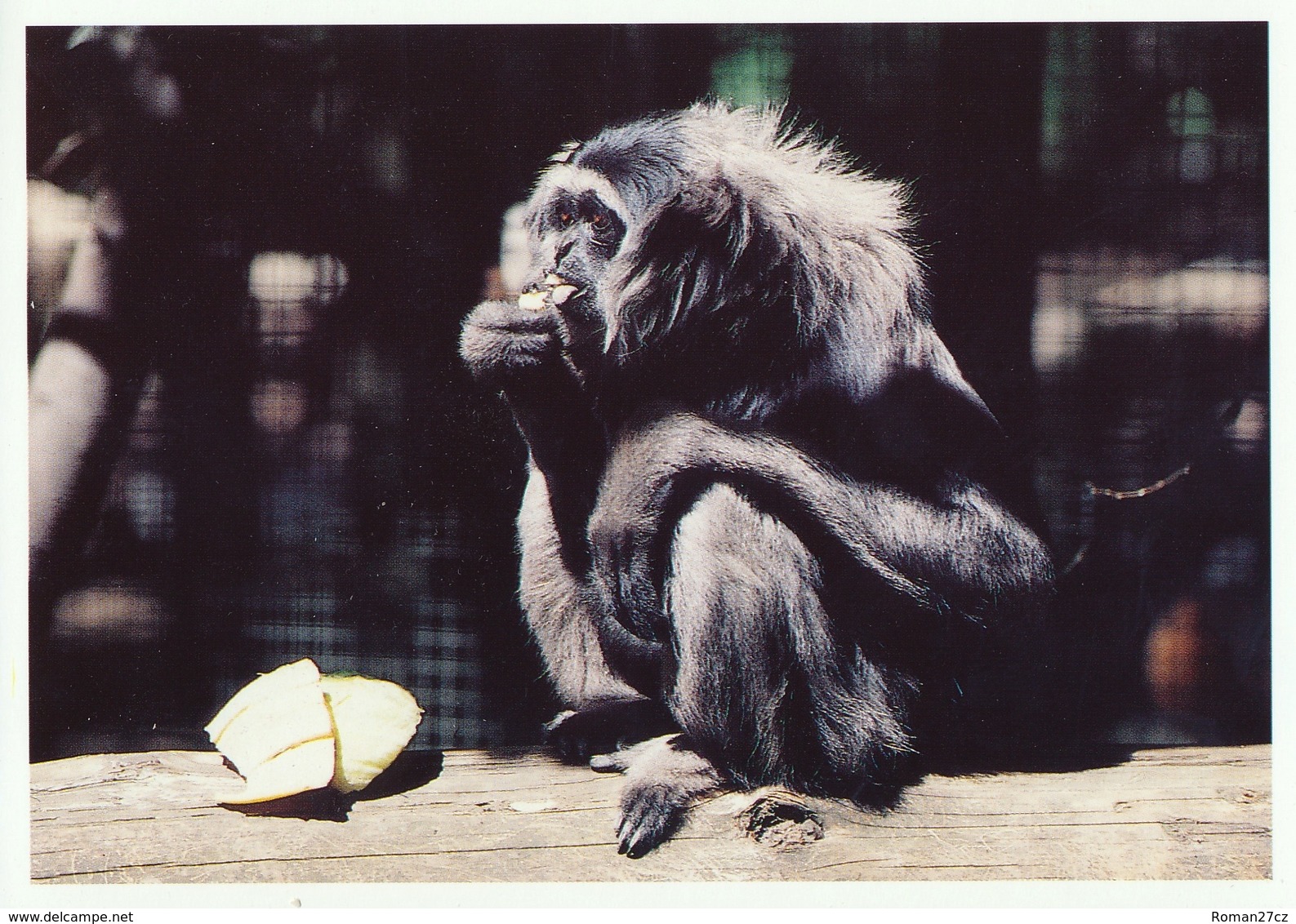 ZOO Eberswalde, Germany - Gibbon - Eberswalde