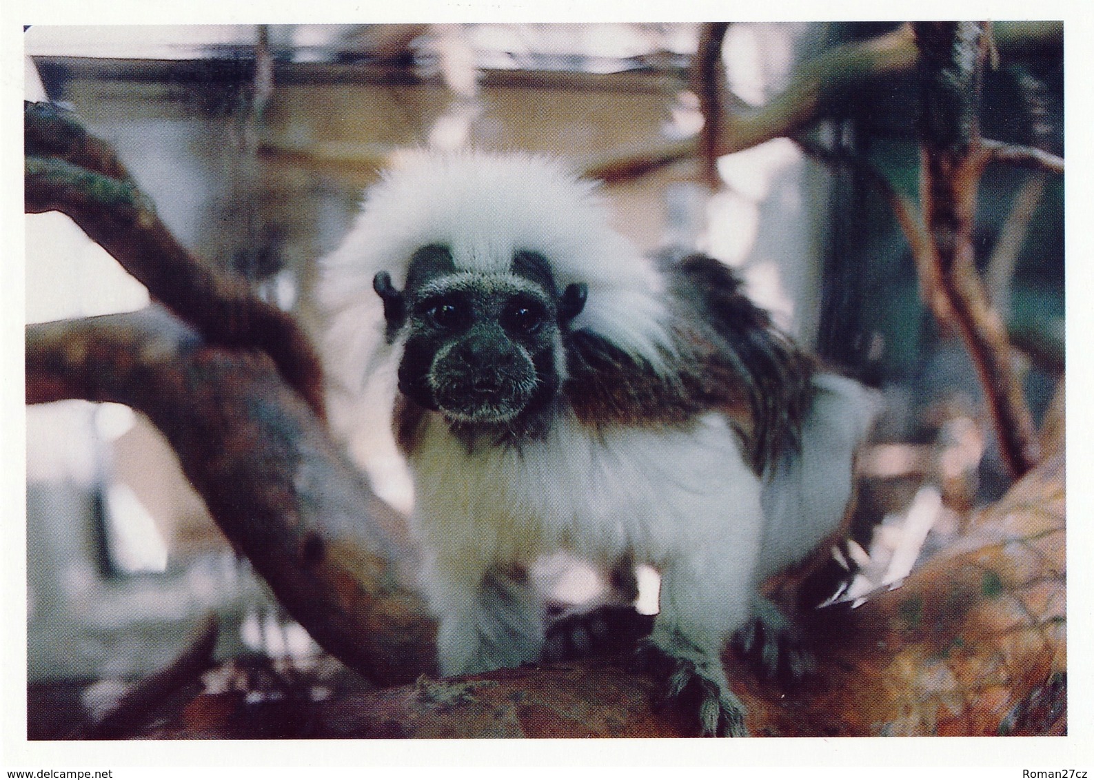 ZOO Eberswalde, Germany - Tamarin - Eberswalde