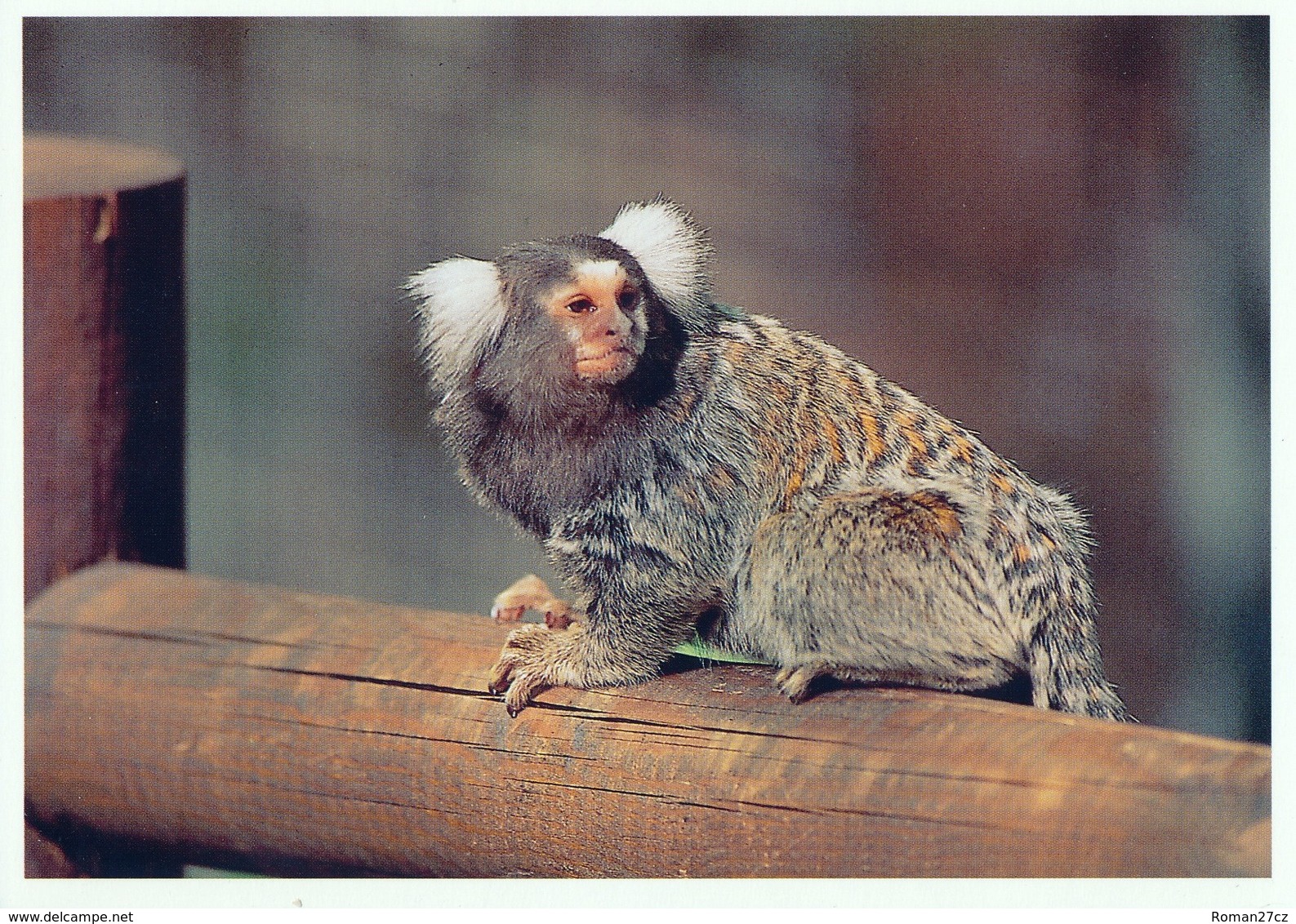 ZOO Eberswalde, Germany - Marmoset - Eberswalde