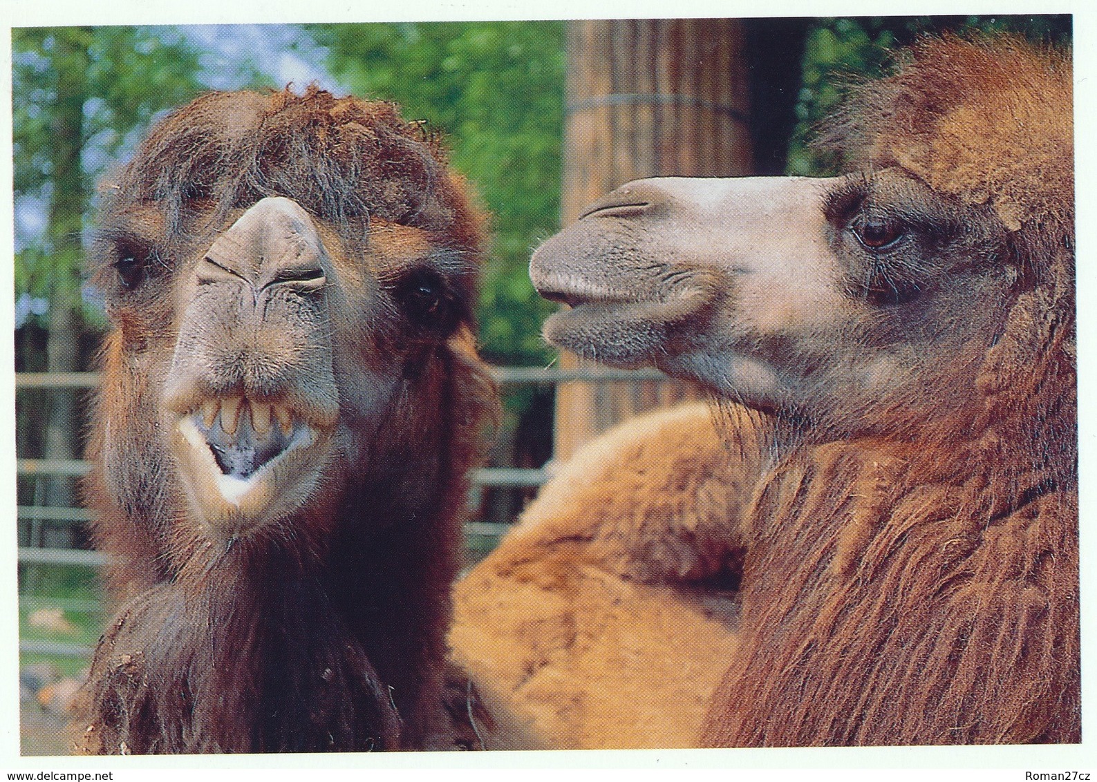 ZOO Eberswalde, Germany - Camel - Eberswalde