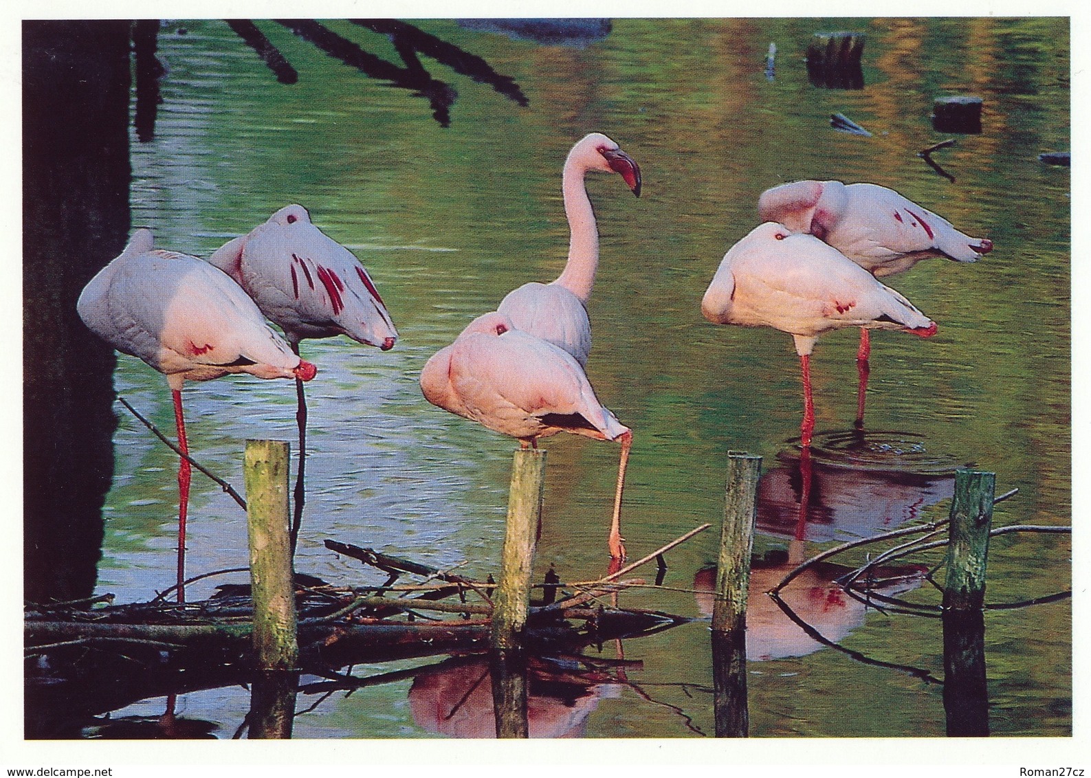 ZOO Eberswalde, Germany - Flamingo - Eberswalde