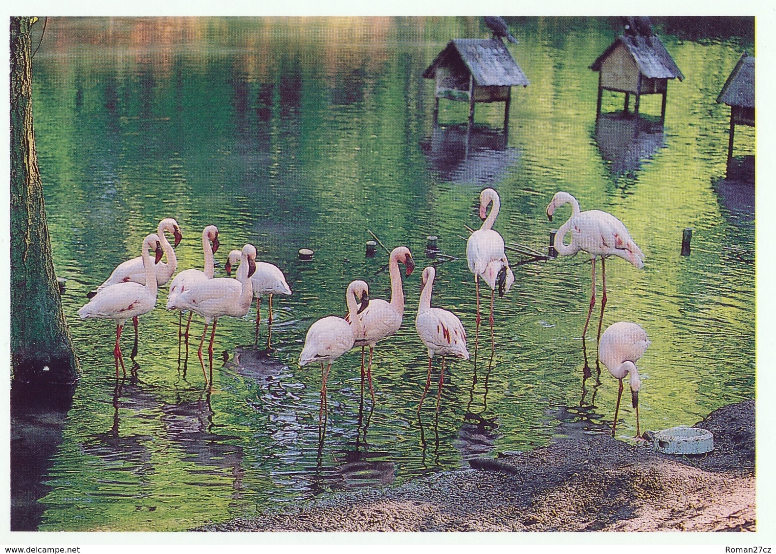 ZOO Eberswalde, Germany - Flamingo - Eberswalde