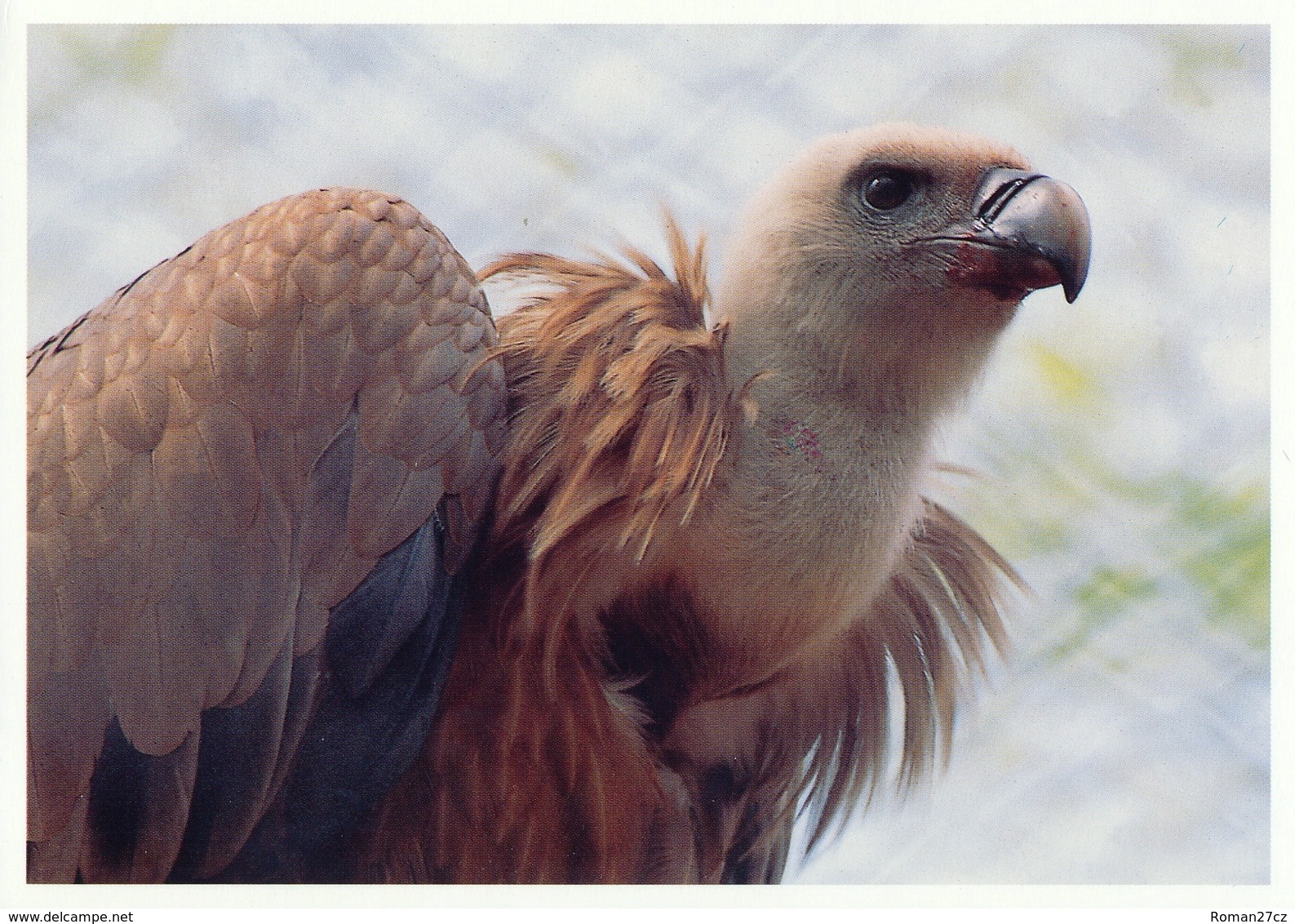 ZOO Eberswalde, Germany - Vulture - Eberswalde