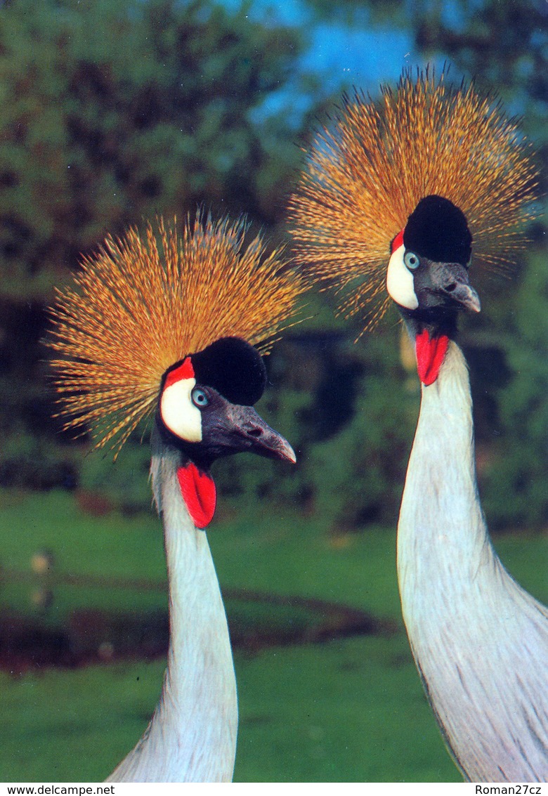 Vogelpark Walsrode (Bird Park), Germany - Crane - Walsrode