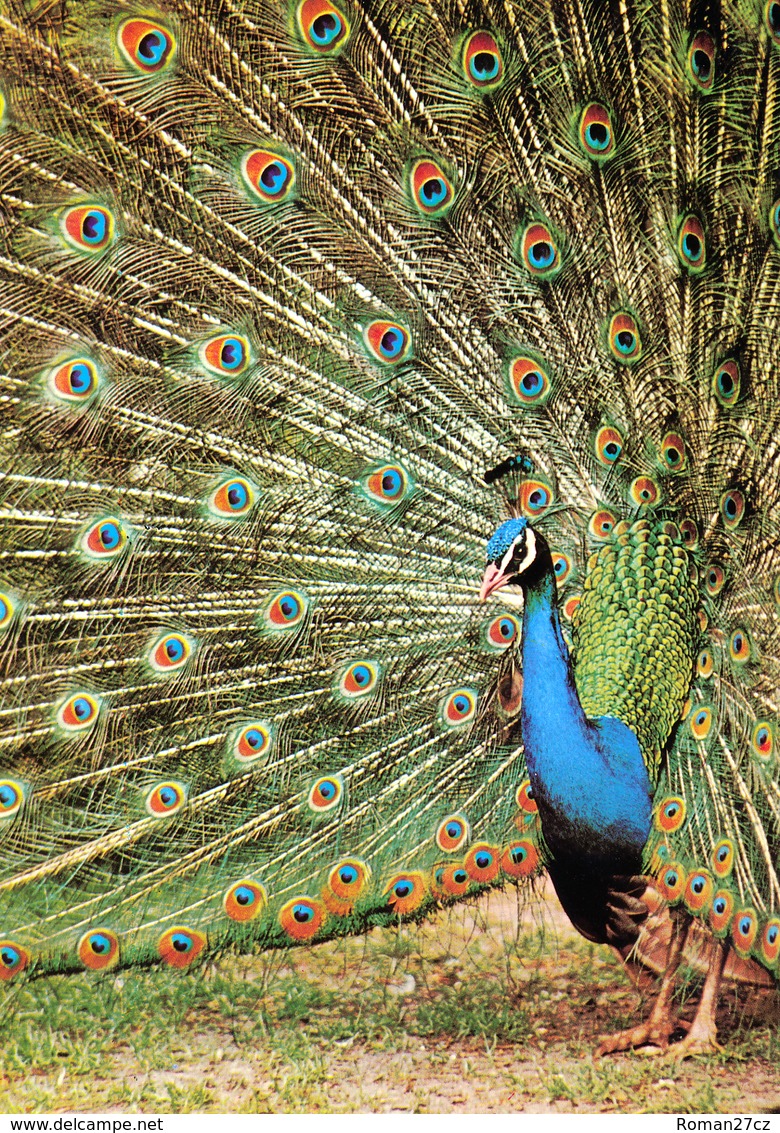 Vogelpark Walsrode (Bird Park), Germany - Peacock - Walsrode