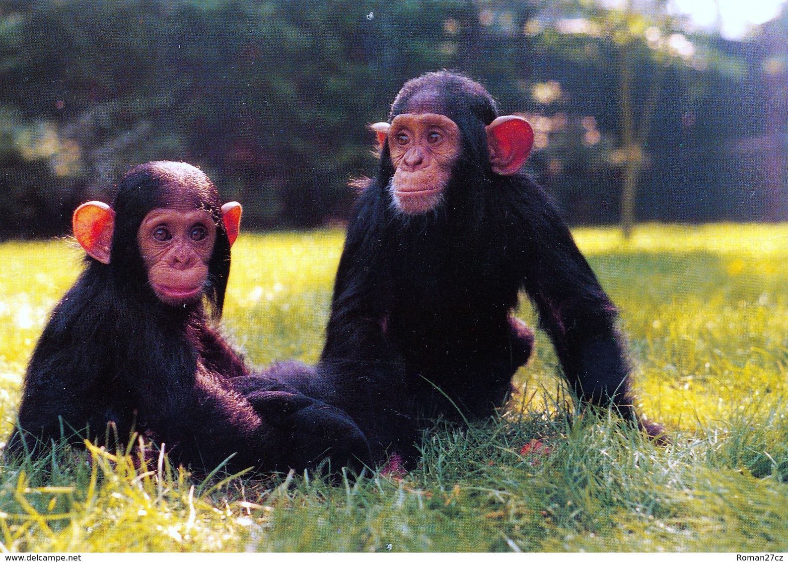 DierenPark  Amersfoort, Netherlands - Chimpanzee - Amersfoort