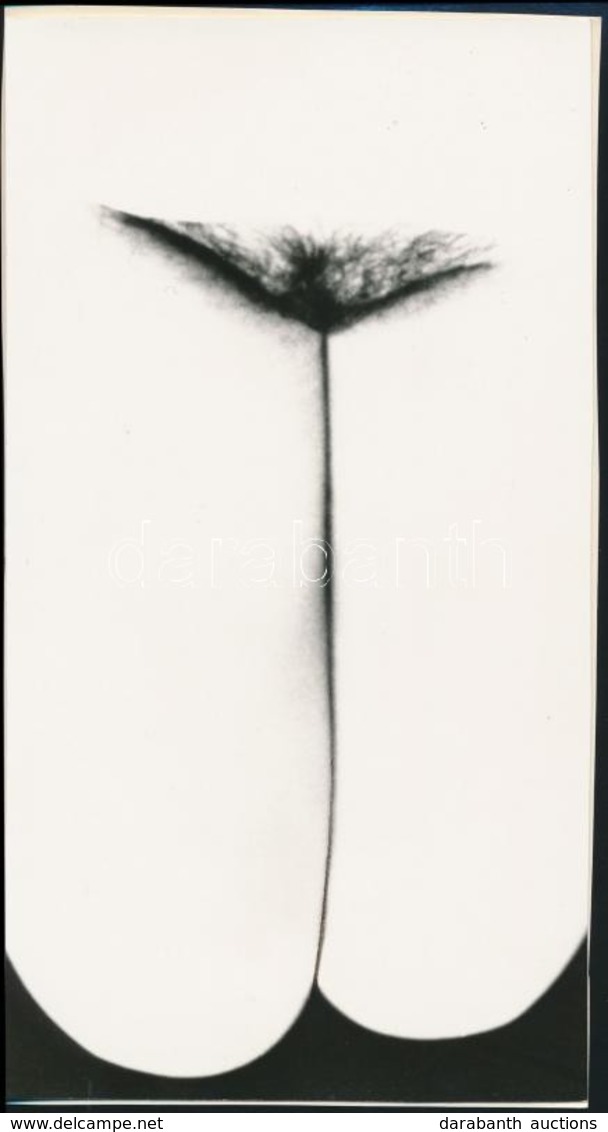 Cca 1968 Virágszál, Jelzés Nélküli Vintage Fotóm?vészeti Alkotás Balogh Ferenc (1923-1993) Békéscsabai Fotóm?vész Hagyat - Altri & Non Classificati