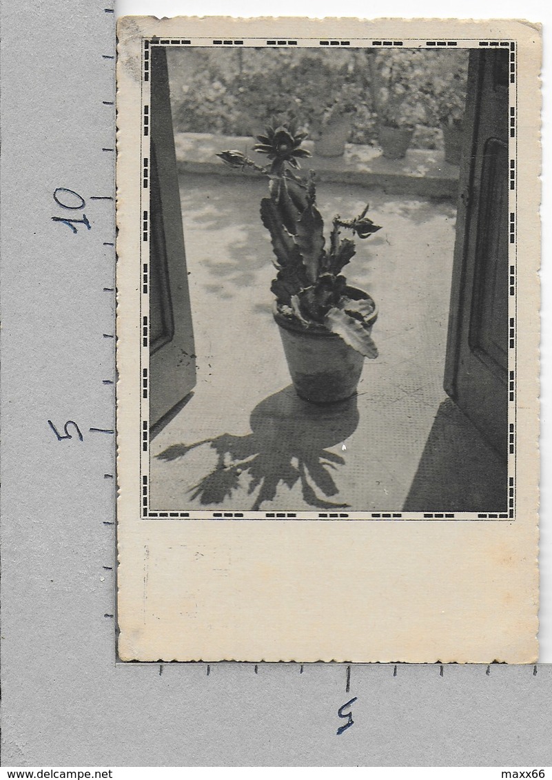 CARTOLINA VG ITALIA - PIANTE GRASSE CACTUS - Vaso In Ingresso - 9 X 14 - ANN. 1940 - Cactusses