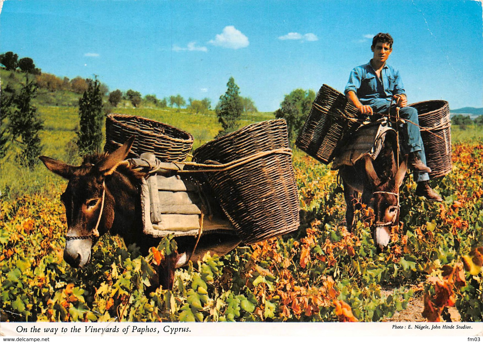 Chypre Paphos âne ânes Vendanges - Cipro