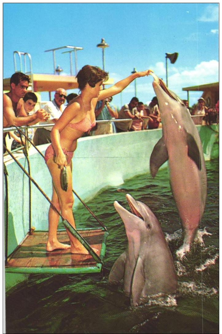 13 Ansichtskarten Mit Motiven: Wal / Walfisch / Delfin (D-A254) - Autres & Non Classés