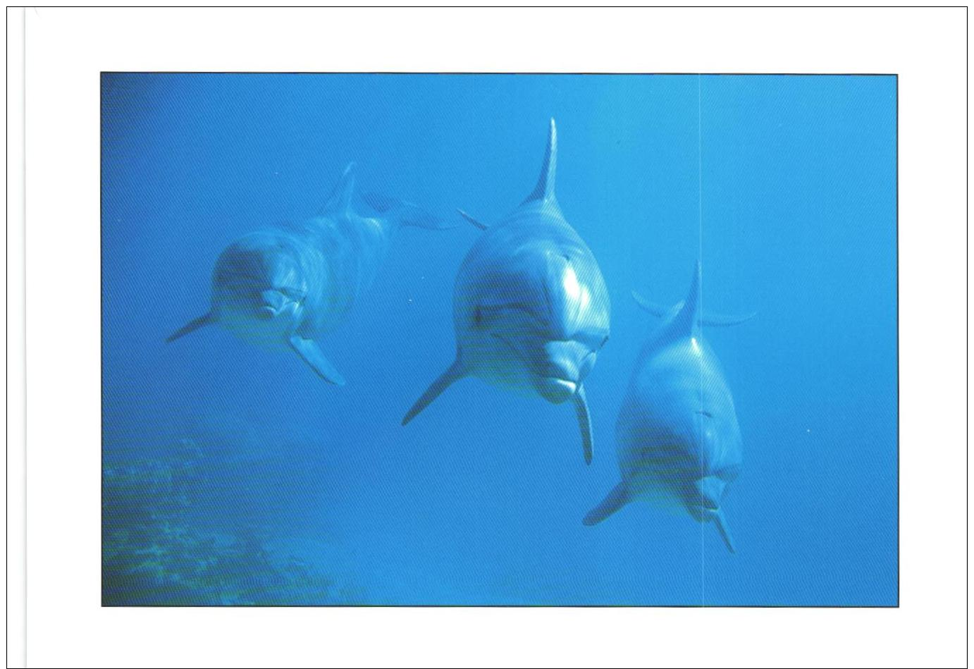 13 Ansichtskarten mit Motiven: Wal / Walfisch / Delfin (D-A254)