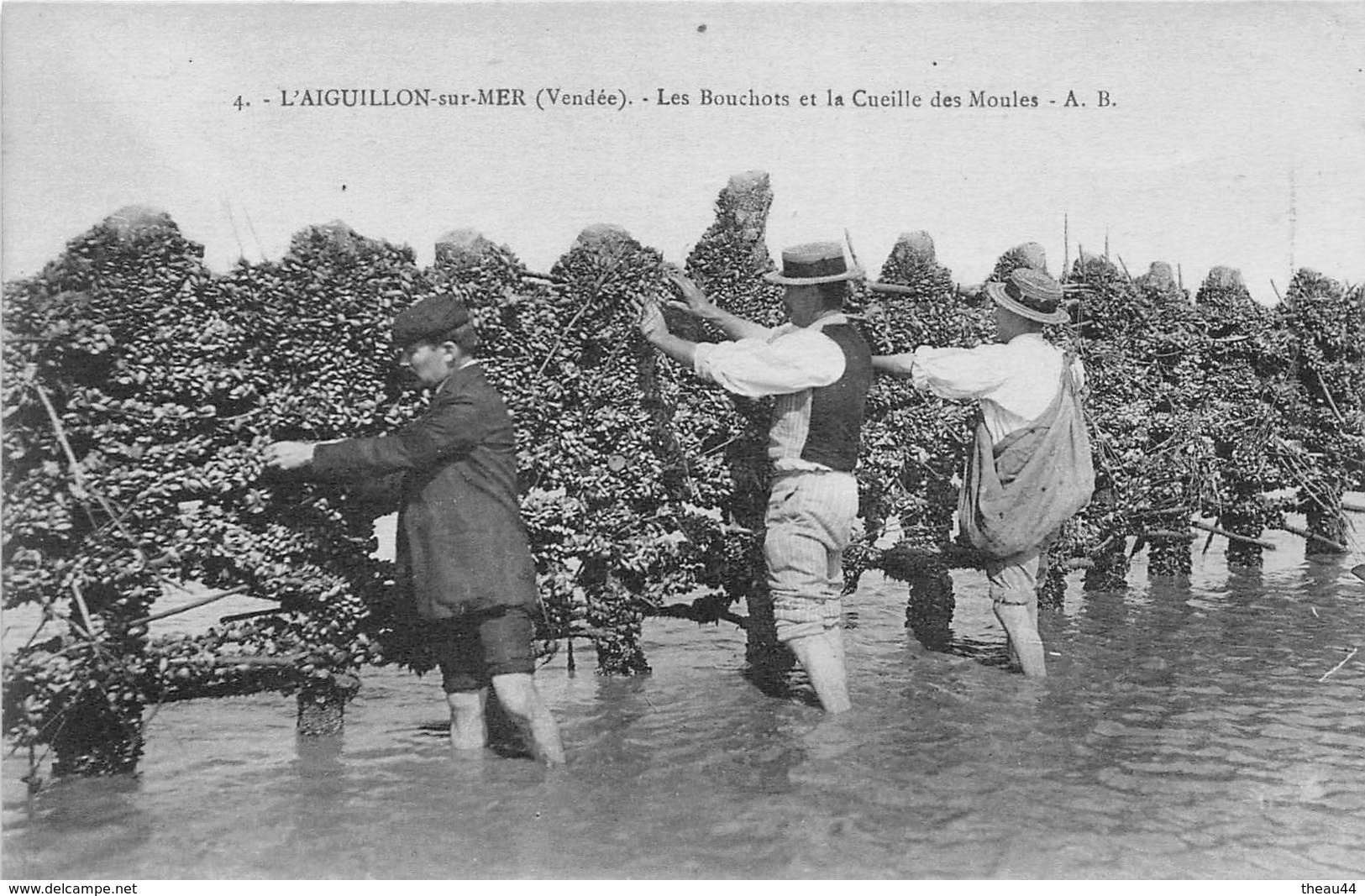 ¤¤  -  L'AIGUILLON-sur-MER   -  Les Bouchots Et La Cueille Des Moules  - Mytiliculteurs - Autres & Non Classés