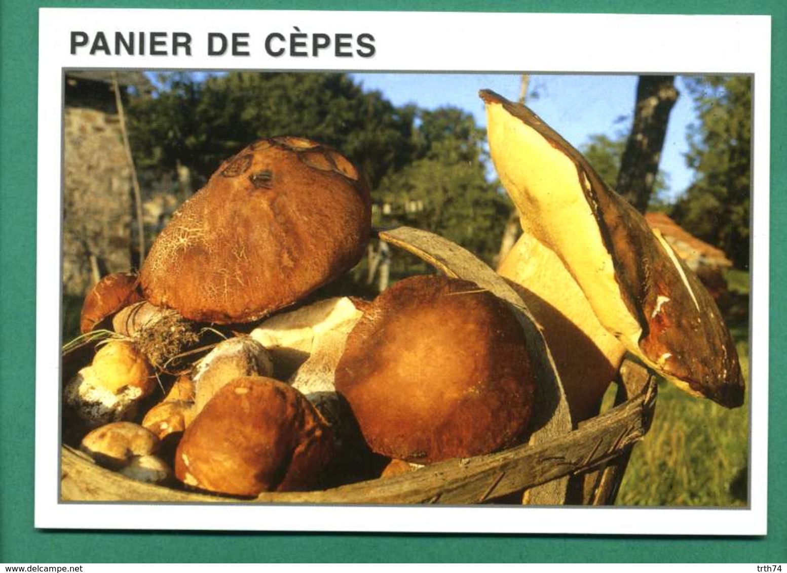 Panier De Cepes ( Champignons ) - Champignons