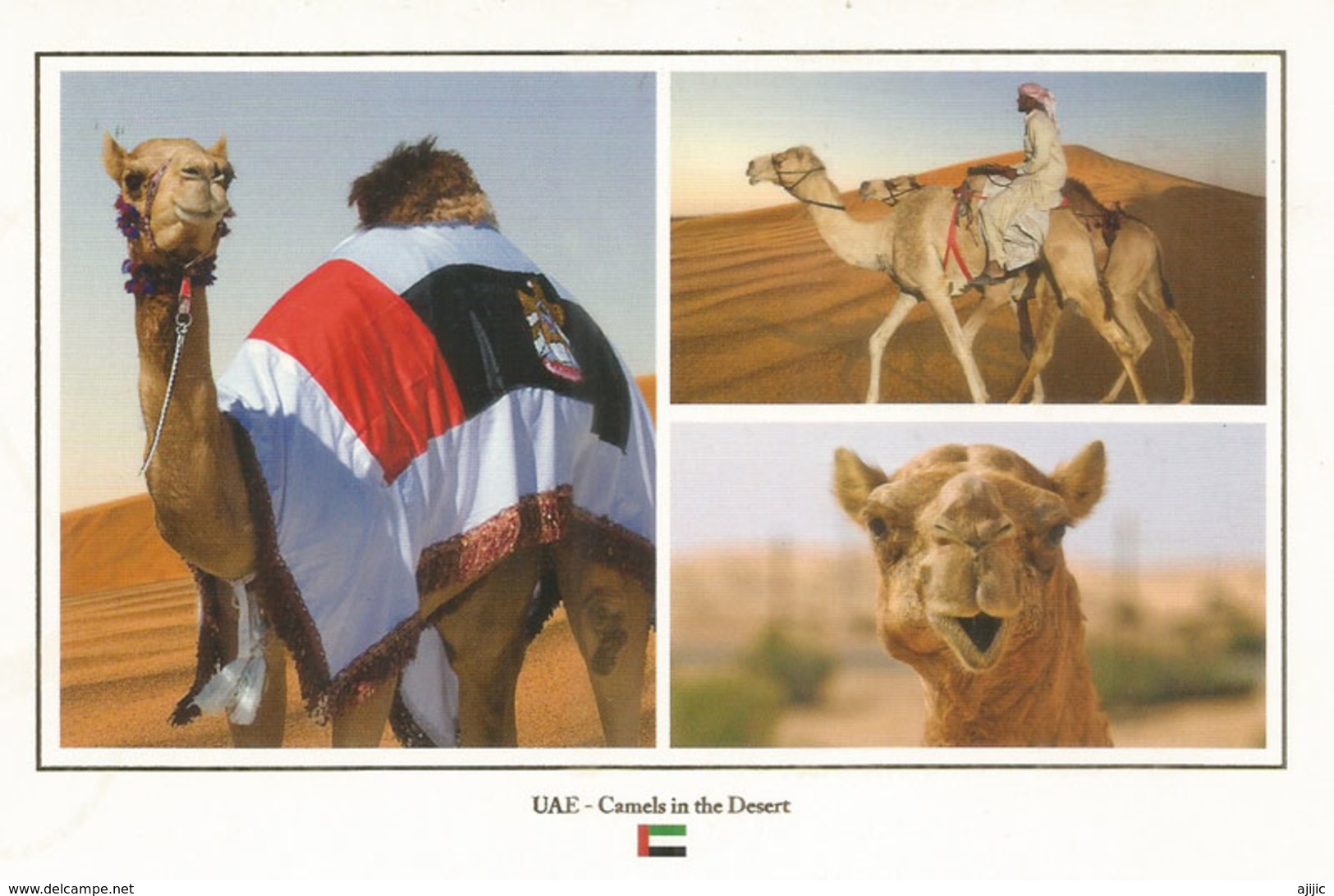 UAE. DUBAI , Camels In The Desert. Carte Postale Neuve Non Circulée - United Arab Emirates