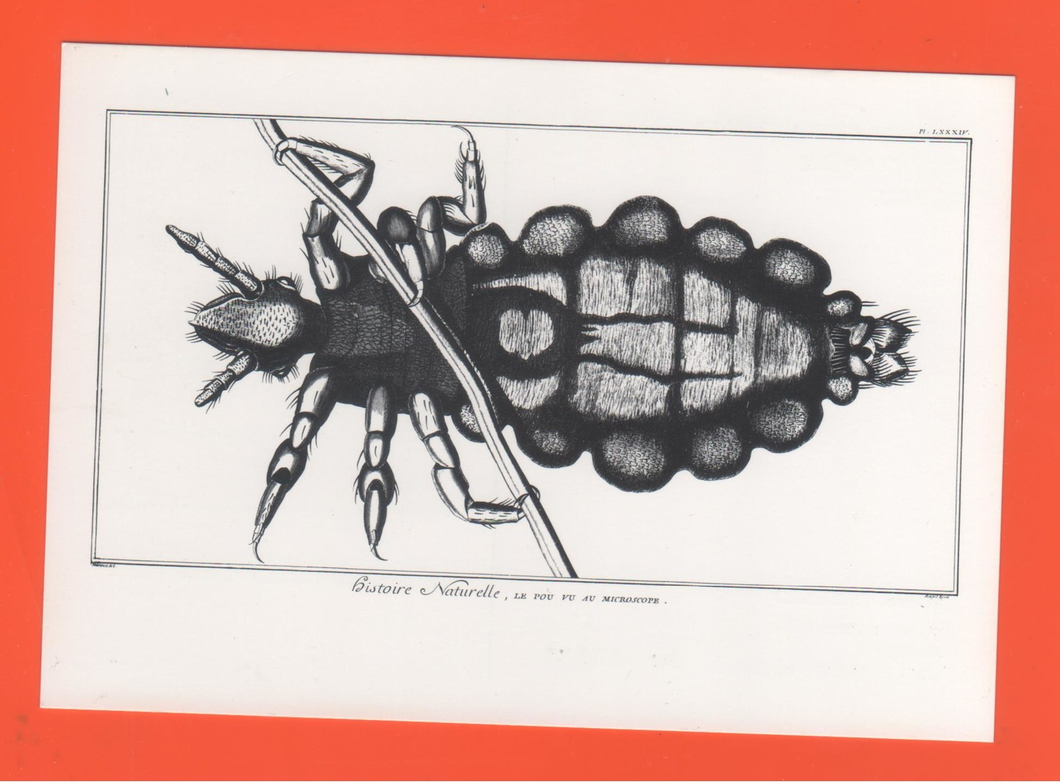 PL/8 Diderot Et D'Alembert Encyclopédie Le Pou - Marcel Desbled Belbeuf 76240 Le Mesnil Esnard Le Pou Vu Au Microscope - Autres & Non Classés