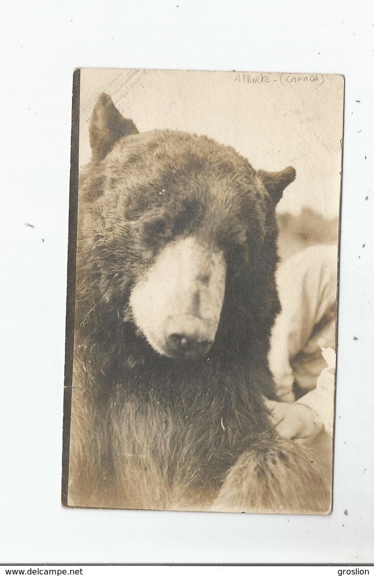 PROVINCE ALBERTA (CANADA) CARTE PHOTO AVEC OURS (BEAU PLAN)1911 - Autres & Non Classés