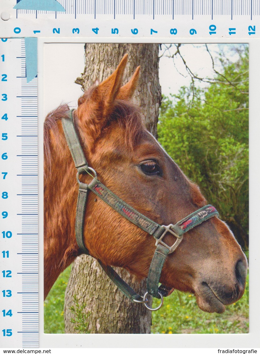 HORSE - PAARD - Caballos