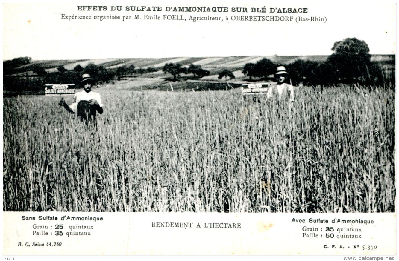 N°62552 -cpa Effets Du Sulfate D'ammoniaque Sur Blé D'Alsace-Oberbetschdorf- - Cultures