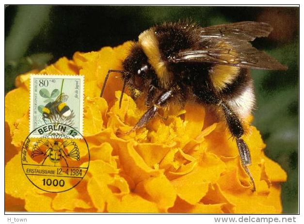 824  Bourdon  Terrestre (Bombus Terrestris): Carte Maximum D'Allemagne, 2003 - Earth Bumblebee Maximum Card From Berlin - Other & Unclassified