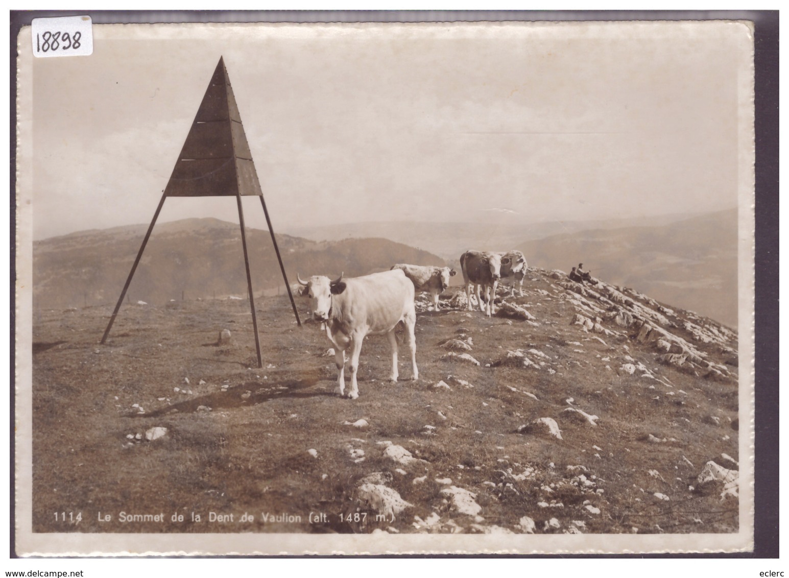 FORMAT 10x15cm - DISTRICT D'ORBE - VACHES AU SOMMET DE LA DENT DE VAULION - TB - Vaulion