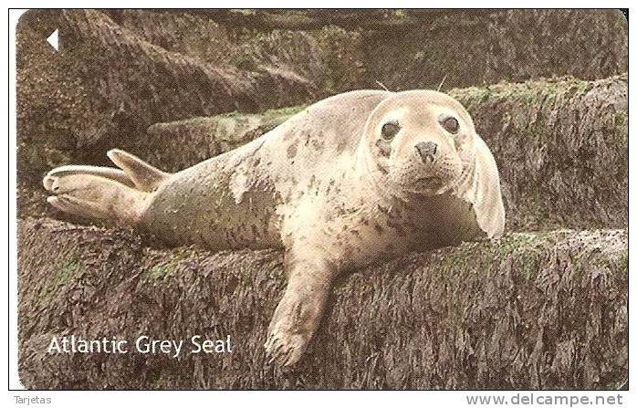 JER-269 TARJETA DE JERSEY DE GREY SEAL (76JERA)  FOCA - [ 7] Jersey Y Guernsey