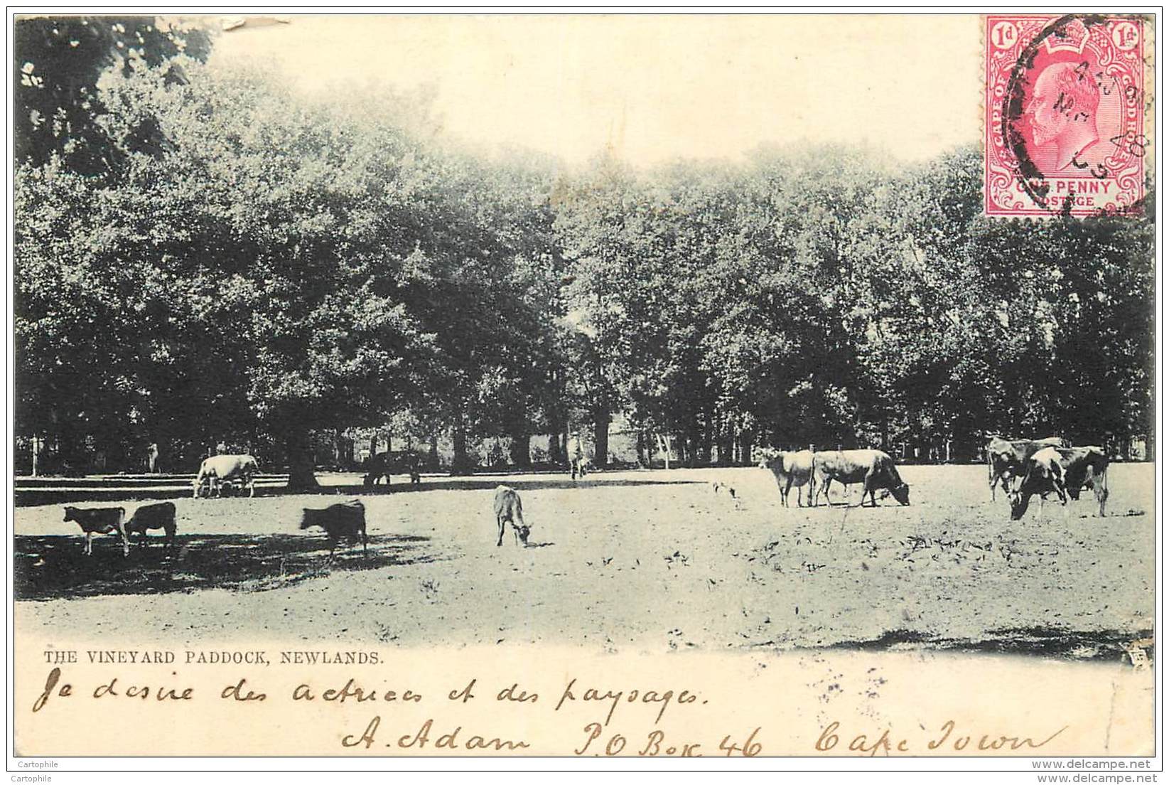 Afrique Du Sud - Newlands - The Vineyard Paddock 1905 - Afrique Du Sud