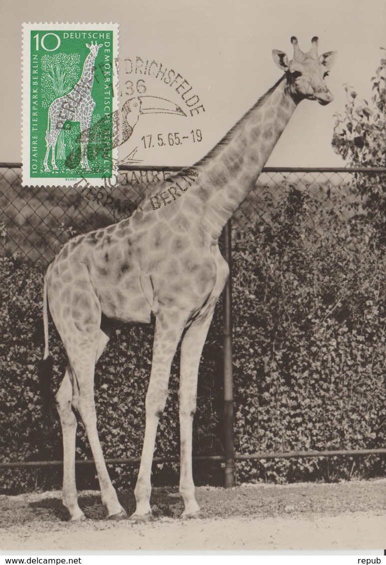 Carte Maximum 1965 Zoo De Berlin Girafe - Maximumkarten (MC)