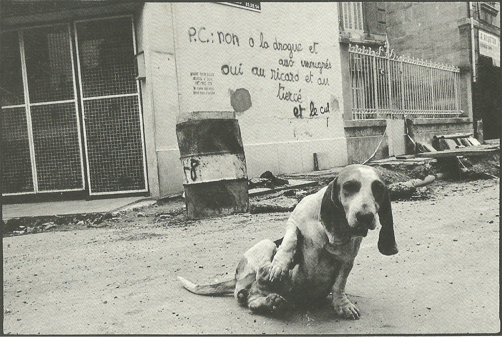 CP CHIEN  DANS LA RUE  AVIGNON RUE  PUY GUILLAUME - Cani