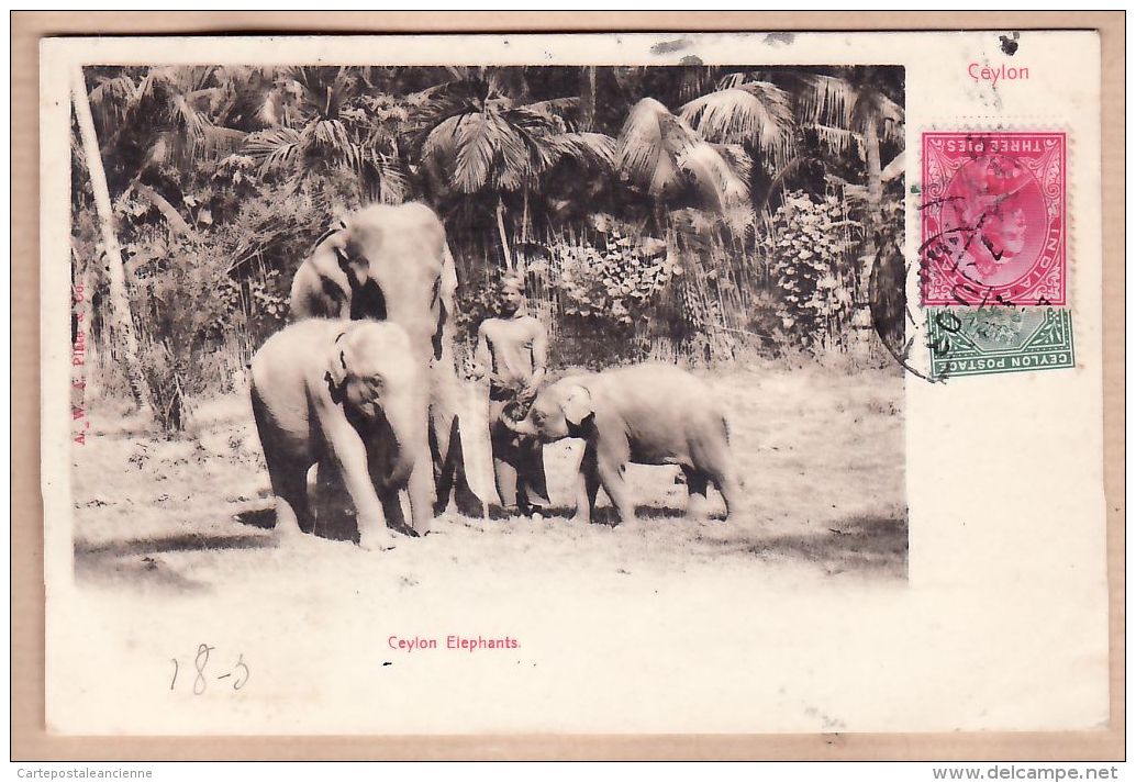 As0124 Ceylon Famille ELEPHANTS Dresseur 1903 Lieutenant De LANGLOIS 6e Cuirassiers Sainte Menehould -Sri-Lanka - Sri Lanka (Ceylon)