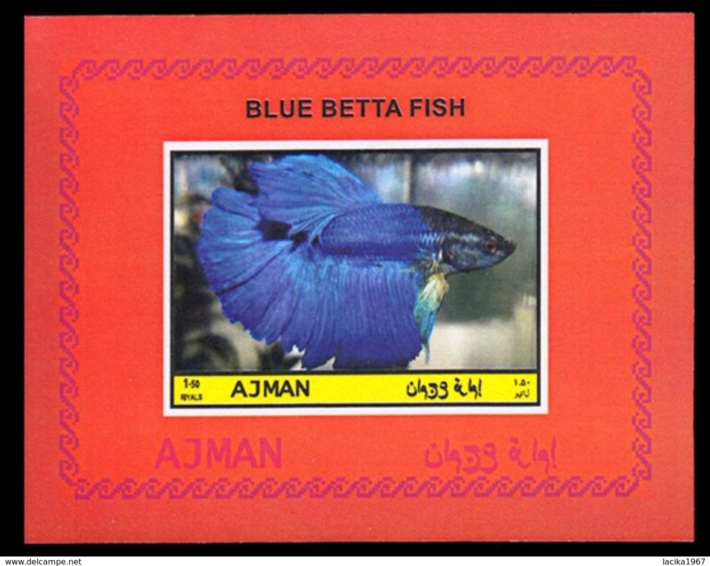 Fish, Betta splendens, Ajman
