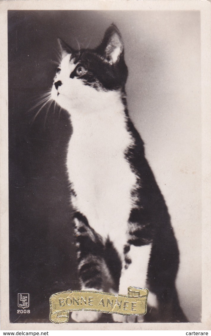 Carte Postale Ancienne,cpa,chat,cat,imposant,bonne Année,chef,boss - Katzen