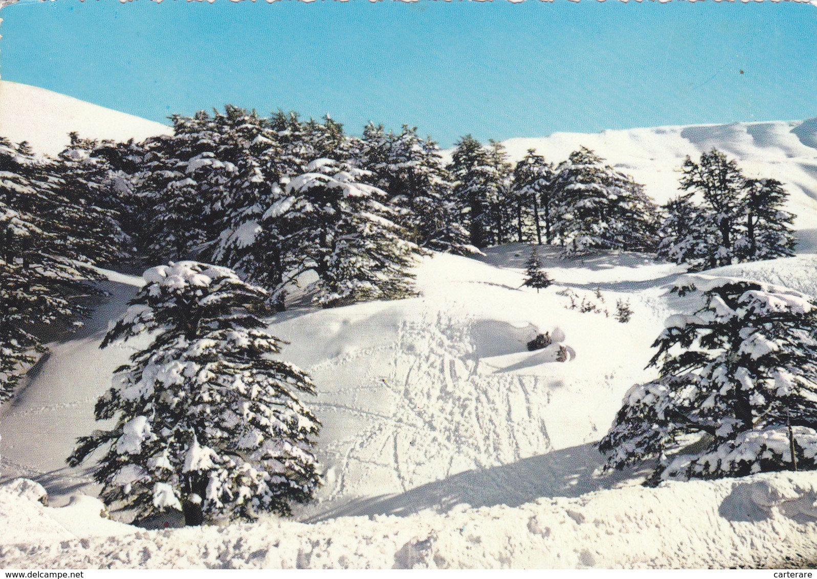 ASIE,ASIA,LIBAN,LEBANON,neige,cédres,sapin,hiver - Libanon