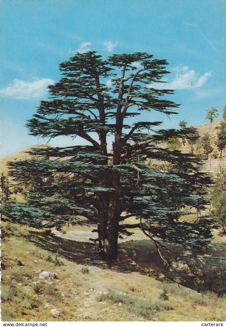 ASIE,ASIA,LIBAN,LEBANON,terrain Agricole,arbre,cedre,cedar,photo Jack Dadian Beirut - Libanon