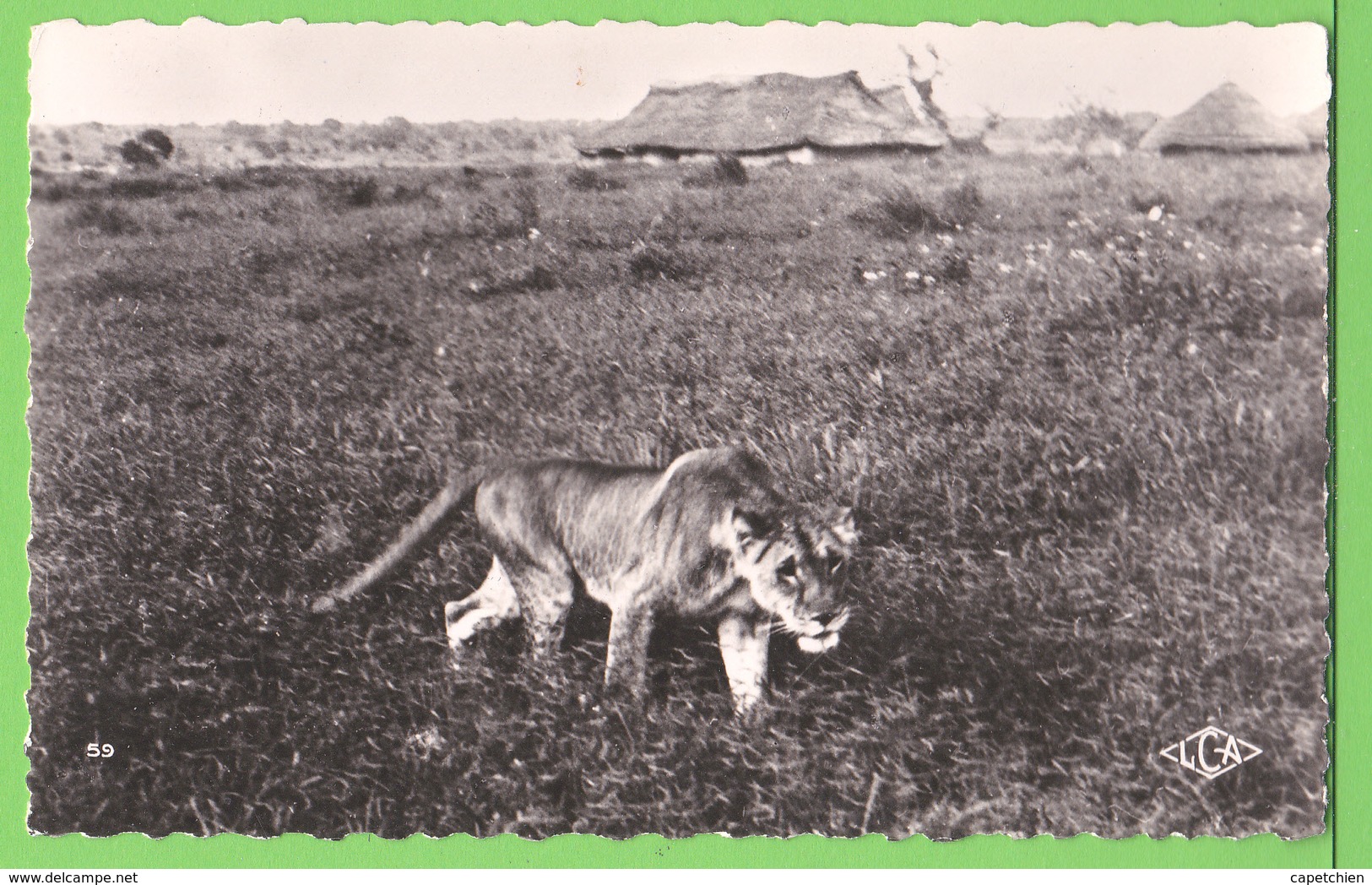 FAUNE AFRICAINE / CAMEROUN / LIONNE .....Carte Vierge - Lions