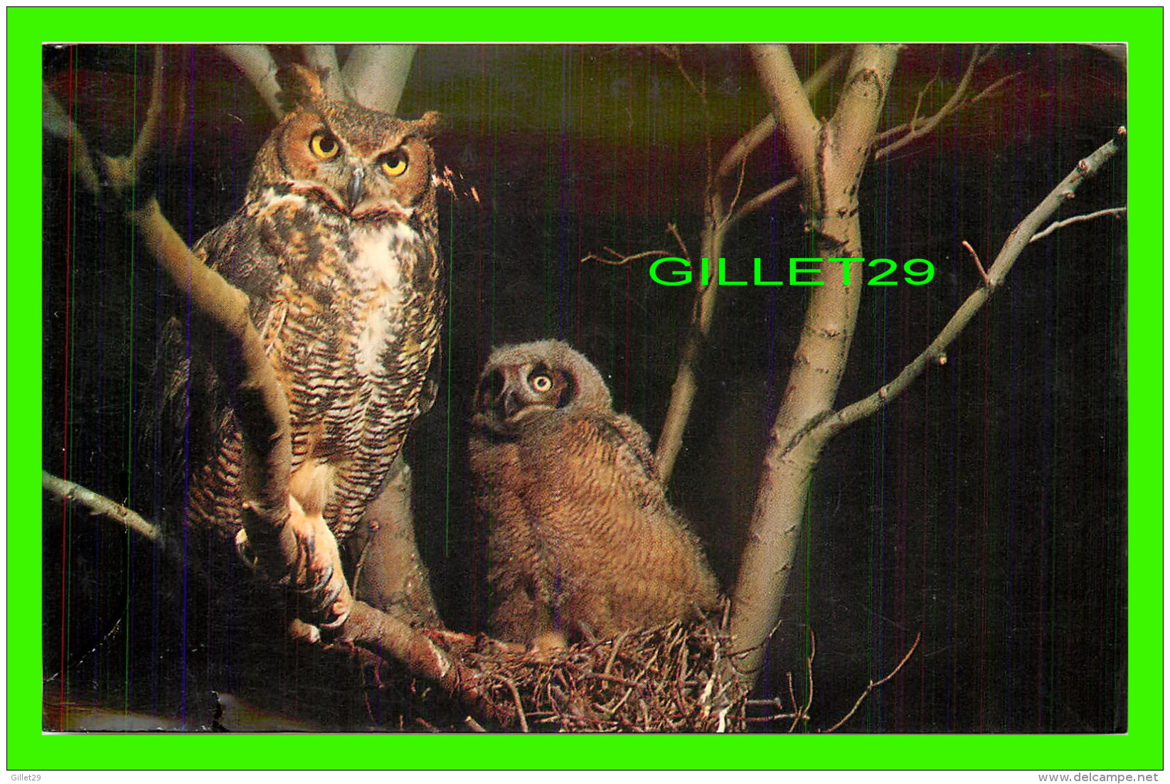 OISEAUX - GREAT HORNED OWL - MALE GUARDING YOUNG OWL ON NEST -  DAN GIBSON - - Oiseaux